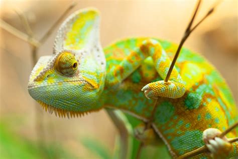 Can a Chameleon Swim? And Why Do They Dream in Color?