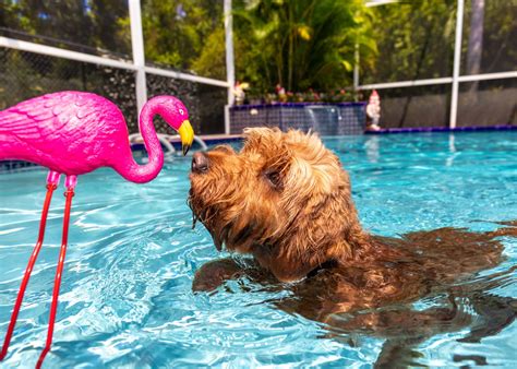 Do Mini Goldendoodles Like to Swim? And Why Do They Dream of Flying Fish?