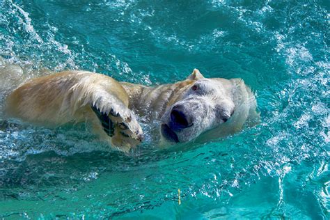 How Far Can Polar Bears Swim: A Dive into the Arctic's Aquatic Marvels