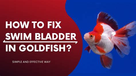 How to Help Swim Bladder: A Dive into the Depths of Aquatic Health