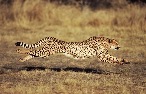 Is running 16 mph fast, or is it just a fleeting thought in the mind of a cheetah?