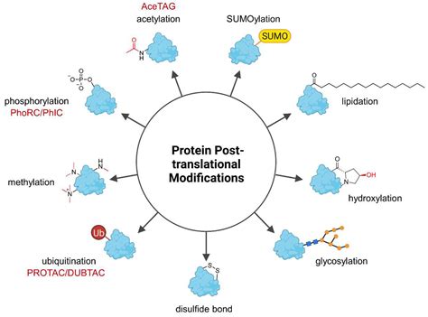 Where Does Protein Modification Occur: A Journey Through the Cellular Symphony