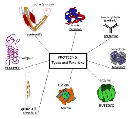 Which of the following is a function of protein? Exploring the multifaceted roles of proteins in living organisms